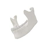 1: 1 Erwachsener Lower Jawbone Model Lower Jaw Modell 16 Zähne Unterkiefer Anatomie Minderwertiges Maxilla Anatomisches Werkzeug Für Wissenschaft Erwachsener Kieferknochen Für Labormediziner