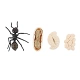 Sosoport 1Satz Simulation Ameisen Wachstumszyklus Modell Lustige Ant Modelle für Lernspielzeug Kognitiven Fähigkeiten und Kreativität