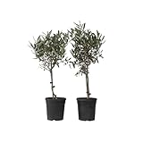 Plant in a Box - Olea Europaea - 2er Set - Olivenbaum echt - Topf 14cm - Höhe 50-60cm