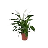 Plant in a Box - Spathiphyllum - Einblatt Zimmerpflanze - Topf 17cm - Höhe 60-75cm - Luftreinigende Zimmerpflanze