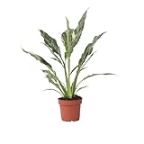 Plant in a Box - Spathiphyllum Diamond - Einblatt - Luftreinigende Zimmerpflanze - Schöne weiße Variation in den Blättern - Topf 12cm - Höhe 40-50cm