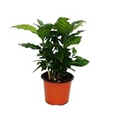 Exotenherz - Kaffeepflanze - Coffea arabica - 1 Pflanze - pflegeleicht - luftreinigend - 12cm Topf
