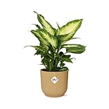 Dieffenbachie - Dieffenbachia ‘Camilla’ in Topf Vibes Fold 14cm Gelb - Zimmerpflanze