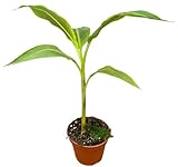 Bananenpflanze (Musa Siam Ruby) - Höhe: 40 cm - von Botanicly