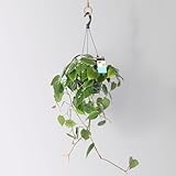 Philodendron, Ampeltopf-Ø 18 cm, Höhe ca. 35 cm