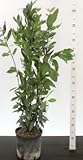 Echter Gewürzlorbeer Laurus nobilis, 107 cm, Winterhart bis -10°C, Kübelpflanze für Garten & Balkon, 17 cm Topf