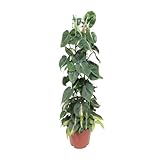 Philodendron Scandens Brasil - Ø24cm - 120cm - 110-120cm - Ø24cm - Zimmerpflanze - Immergrün