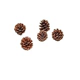6 Stück Tannenzapfen,Natürliche Kiefernzapfen,Weihnachten Tannenzapfen,Lärchenzapfen,Weihnachten Kiefernzapfen,Getrocknete Tannenzapfen Dekoration für Weihnachtsbaum,Einheimische Kiefer S,3-4cm