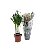 Goldfruchtpalme - Dypsis Lutescens - Zimmerpflanze - Ø12cm - 40cm