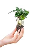 PLNTS - Baby Coffea Arabica - Zimmerpflanze - Echte Pflanzen für Drinnen - 4cm Stecklinge - Höhe 15cm