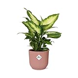 Dieffenbachie - Dieffenbachia ‘Camilla’ in Topf Vibes Fold 14cm Rose - Zimmerpflanze