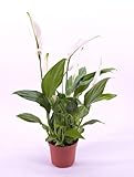 Einblatt Spathiphyllum wallisii – Zimmerpflanze im Topf, pflegeleicht und luftreinigend, ideale Raumdekoration für Zuhause und Büro
