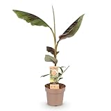 GreenboutiQ - Obstpflanze - Japanische Bananenpflanze Winterhart - Musa Ever Red - Winterhart - 2 Pflanzen - Topf 15cm Höhe 50cm