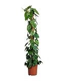 PLNTS - Philodendron Scandens - Zimmerpflanzen, Pflanzen Echt, Nachhaltige Verpackung - 27cm Topf - Höhe 150cm - Direkt von der Gärtnerei