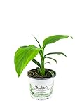 Banane Winterhart, Musa basjoo im 12 bis 15 cm Topf