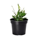 Garronda Blumentopf Kunststoff Pflanztopf rund Kräutertopf Anzuchttöpfe Blumentopf Schwarz für Innen und Aussen 28cm GD-0025 (Schwarz, ⌀ 28 cm H 22 cm)