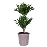 Plant in a Box - Dracaena deremensis 'Compacta' - Drachenbaum - Zimmerpflanze - ⌀ 17 cm - Höhe 60 bis 70 cm