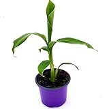 Musa-basjoo Bananenpflanze Winterharte-Banane 2er-Set