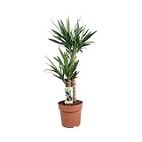 Yucca - Palmlilie (Yucca elephantipes) - Höhe: 80 cm - von Botanicly