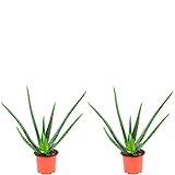 2er-Set Echte Aloe - echte Zimmerpflanze, Aloe vera - Höhe ca. 40 cm, Topf-Ø 12 cm