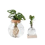 Plant in a Box - Pflanzenmix im Glas - 2er Set - Clusia, Monstera - Höhe 15-35cm - ⌀20cm