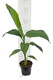Winterharte Japanische Faserbanane - Musa basjoo - Größe 50+ cm - Topf Ø12cm