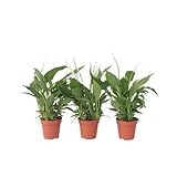 Plant in a Box - Spathiphyllum 'Torelli' - Friedenslilie - Zimmerpflanzen - Einblatt - 3er Set - Topf 12cm - Höhe 30-45cm