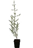 Seedeo® Sanddorn (Hippophae rhamnoides) ca. 30-50 cm hoch