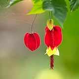 Abutilon megapotamicum samen bonsai exotische samen topfpflanzen mini garten blumen zimmerblumen gartensamen blühende zimmerpflanzen gartenpflanzen pflanzensamen pflanzenkübel 120pcs