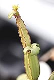 Pacchetto semi: 5 Semi Cissus quadrangularis, semi di succulente e Climber Seed:Seeds Only