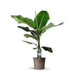 Bananenpflanze (Musa) - 130-150cm - Ø27cm - Zimmerpflanze - Immergrün
