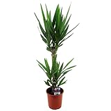 Plant in a Box - Yucca Elephantipes - Palmlilie - Palme zimmerpflanze groß - Topf 17cm - Höhe 70-80cm