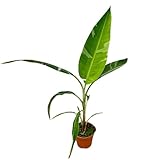 Bananenpflanze (Musa Florida Variegata) - Höhe: 50 cm - von Botanicly