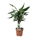Drachenbaum - Dracaena Fagrans Steudneri Green - Zimmerpflanze - Ø17cm - 55cm