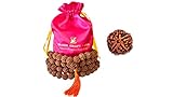 Himalaya Bio Rudraksha Mala mit größeren Größen 16-18 mm und 108 +1 Gebetsguru Perlen In hohem Himalaya Nepal aufgewachsen, ohne Chemie, Wachs- und Farbbehandlung, gut für Puja, Yoga, Meditation.