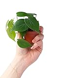 PLNTS - Baby Philodendron Scandens - Zimmerpflanzen, Pflanzen Echt, Nachhaltige Verpackung - 6cm Topf - Höhe 15cm - Direkt von der Gärtnerei