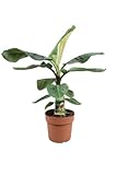Bananenpflanze - Zwerg-Essbanane (Musa Dwarf Cavendish) - Höhe: 110 cm - von Botanicly