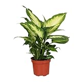 Dieffenbachie - Dieffenbachia Camilla - Zimmerpflanze - Ø12cm - 35cm