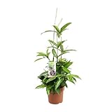 Drachenbaum - Dracaena Surculosa - Zimmerpflanze - Ø17cm - 55cm