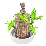 Brasilien Glücksholz Pflanze Set, Brasilianische Glücksholzpflanze mit 1 Topf und Ornamenten, Brazilian Wood Lucky Wood Hydrokultur Topfpflanzenstumpf Schreibtisch Ornament Kleine Desktop Pflanz
