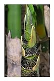 Bambusa vulgaris - gemeiner Bambus - 10 Samen