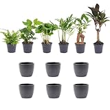 Mini Pflanzen set 6 Stücke inklusive Topf Boule Anthrazit - 25cm - Ø7cm - Kamerplant - Arrangement - Plant met pot