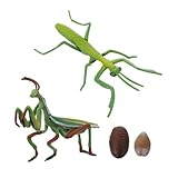 Sosoport 1Satz Mantis Wachstumszyklus Figur Realistisches Insektenlebenszyklus Modell für Pädagogisches Insektenkenntnis Kunststoffmantel Lebenszyklus für Frühes