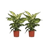 Dieffenbachia Mars - Dieffenbachie - Zimmerpflanze - Ø17cm - 50cm - 2 Stück