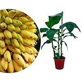 Meine Orangerie - Zwerg-Essbanane 'Musa Basjoo' - Höhe inkl. Topf ca. 50-70cm - Bananenstaude - winterharte Bananenpflanze im Ø20cm Topf - exotischer Bananenbaum für Garten, Terrasse oder Balkon
