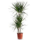 Gerandeter Drachenbaum 3-Stamm - echte Zimmerpflanze, Dracaena marginata - Höhe ca. 120 cm, Topf-Ø 21 cm