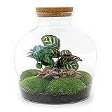 urbanjngl.com - Flaschengarten • Fat Joe Coffea • Ökosystem mit Pflanzen im Glas • ↑ 30 cm - Do-It-Yourself Paket - DIY-Set - Pflanze im Glas - Komplettset Terrarium - Pflanzenterrarium