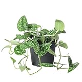 Gefleckte Efeutute - pflegeleichte Zimmerpflanze, Scindapsus pictus 'Argyraeus' - Höhe ca. 15 cm, Topf-Ø 12 cm