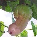 Haloppe 30 Stück Kürbis-Gemüse-Samen für den Hausgarten, Penis-Melonen-Kürbis-Samen, Garten, Hof, Bonsai, köstliche Gemüsepflanzen Kürbiskerne