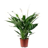 Einblatt 4-8 Blüten/Knospen - echte Zimmerpflanze, Spathiphyllum - Höhe ca. 70 cm, Topf-Ø 17 cm